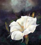 daturachalk Thomas Jacobcropped